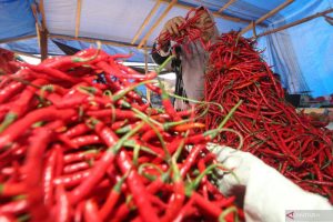 DI SAWAHLUNTO; Harga Cabai Merah Bertahan Rp120.000 per Kilogram