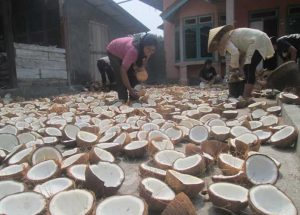 Harga Kopra Turun, Ketua KOPEK Nelson Pomalingo Diminta Bertanggung Jawab