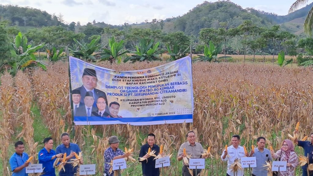 Panen Jagung TKP-RG Gunakan Pupuk Organik, Sutarjo Abdul : Hasilnya Memuaskan