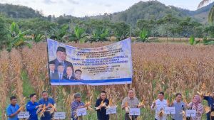 Panen Jagung TKP-RG Gunakan Pupuk Organik, Sutarjo Abdul : Hasilnya Memuaskan
