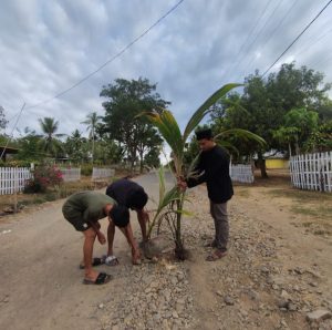 Sambut Hari Kelapa Sedunia, Mahasiswa Asal Mootilango Tanam Kelapa di Jalan Yang Berlubang