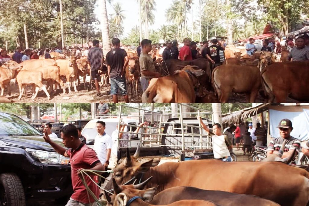 Kontroversi Perpindahan Pasar Hewan Pulubala, Pemda Gorontalo Melegalkan yang Ilegal ?