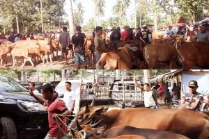 Kontroversi Perpindahan Pasar Hewan Pulubala, Pemda Gorontalo Melegalkan yang Ilegal ?