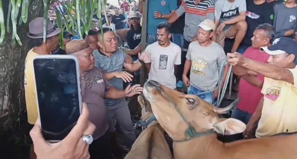 Taat Intruksi Bupati Sofyan, Kades Pulubala Nyaris Diseruduk Sapi