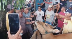 Taat Intruksi Bupati Sofyan, Kades Pulubala Nyaris Diseruduk Sapi