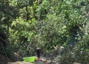 Diduga Ilegal Logging, Hutan HPT di Desa Balayo Kecamatan Patilanggio Jadi Sorotan